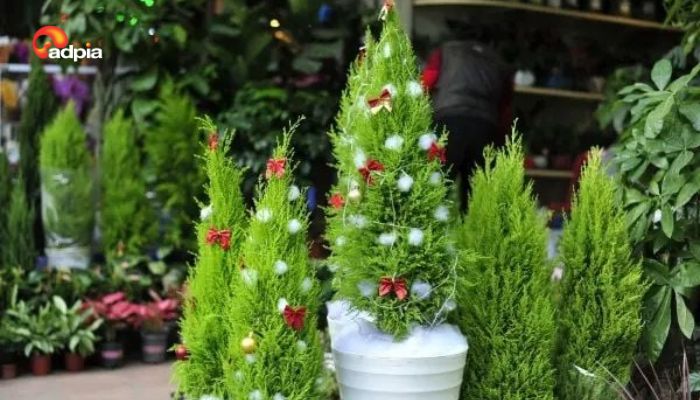 Kinh doanh c&acirc;y th&ocirc;ng Noel